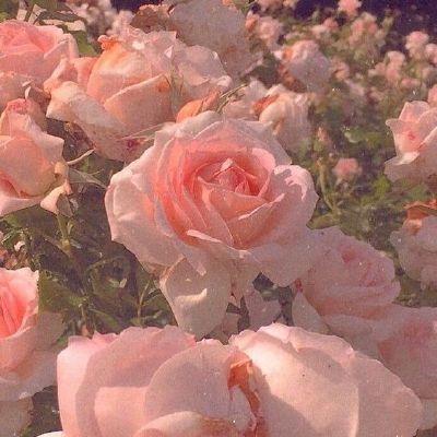 Mystical Meadow: Rainbow Blossom Cascade